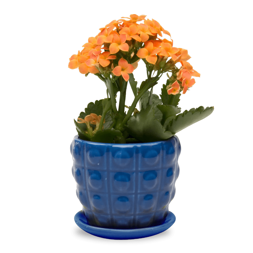 Convex Ceramic Pot With Drainage Hole And Saucer - Chive UK Wholesale