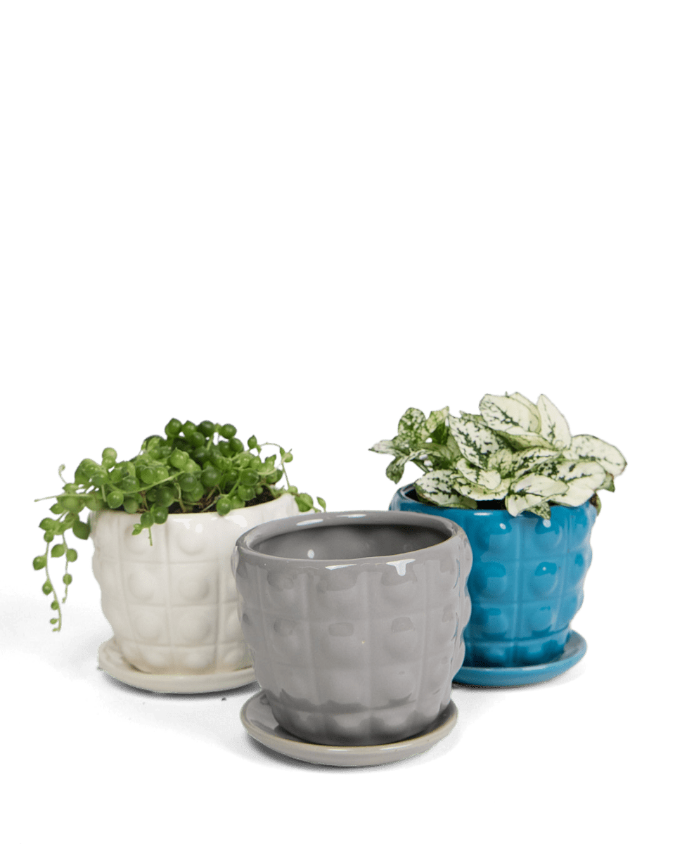 Convex Ceramic Pot With Drainage Hole And Saucer - Chive UK Wholesale