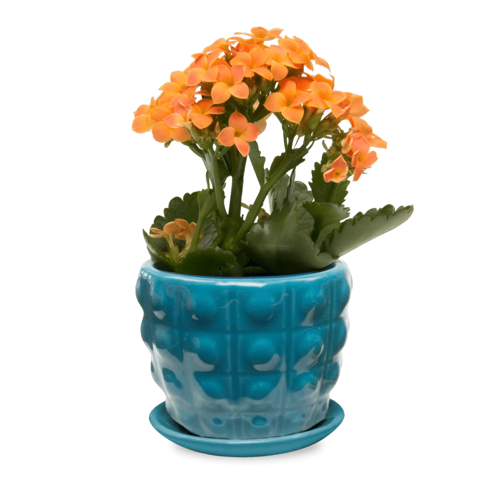 Convex Ceramic Pot With Drainage Hole And Saucer - Chive UK Wholesale