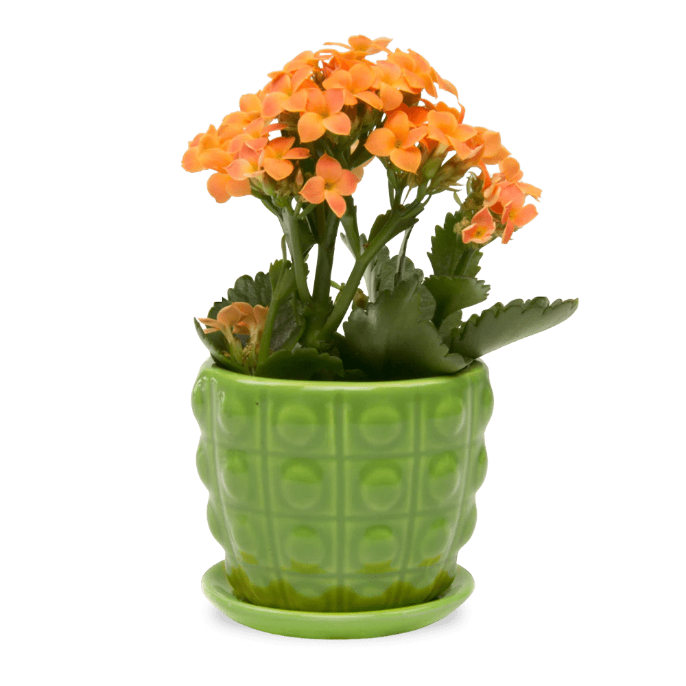 Convex Ceramic Pot With Drainage Hole And Saucer - Chive UK Wholesale