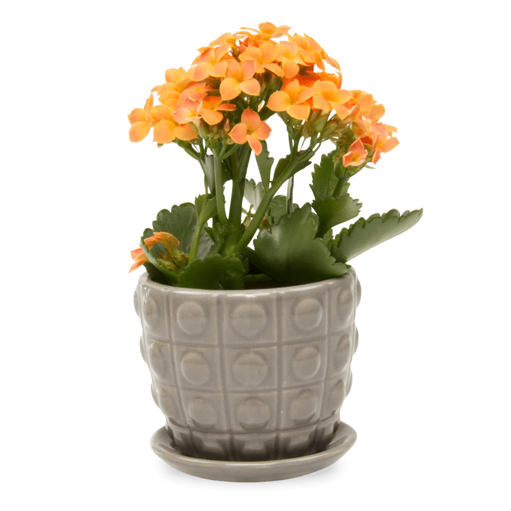 Convex Ceramic Pot With Drainage Hole And Saucer - Chive UK Wholesale