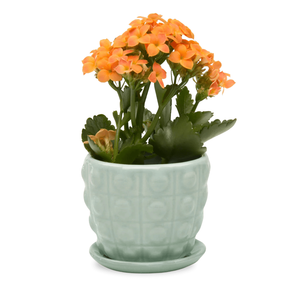 Convex Ceramic Pot With Drainage Hole And Saucer - Chive UK Wholesale