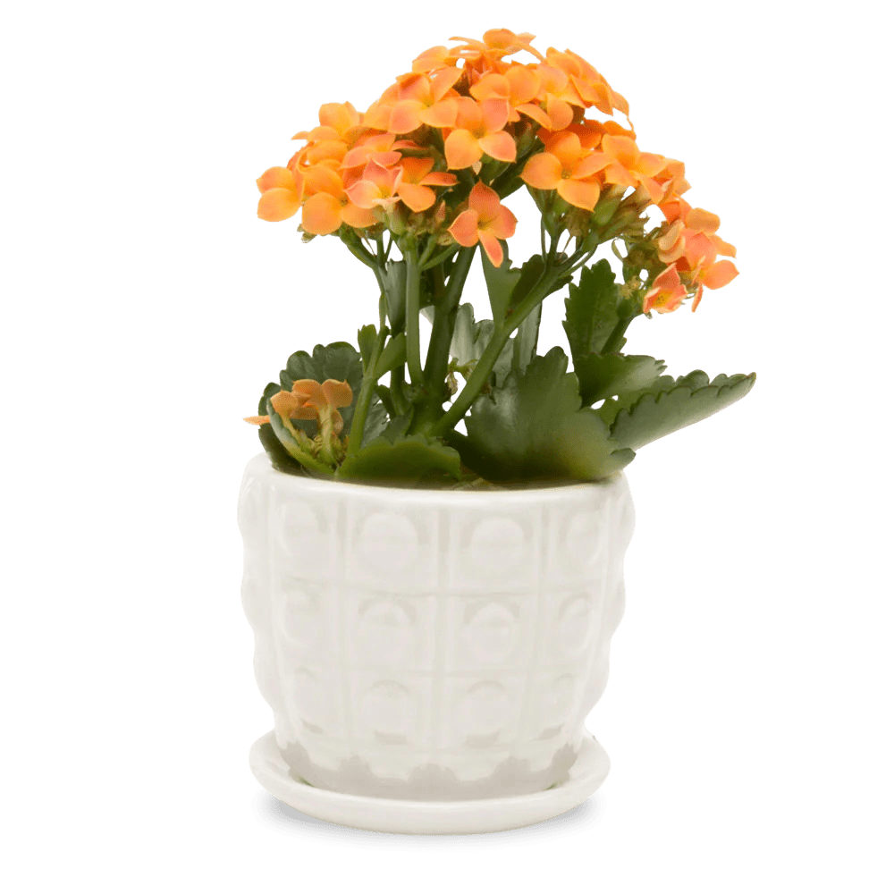 Convex Ceramic Pot With Drainage Hole And Saucer - Chive UK Wholesale