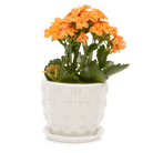 Convex Ceramic Pot With Drainage Hole And Saucer - Chive UK Wholesale