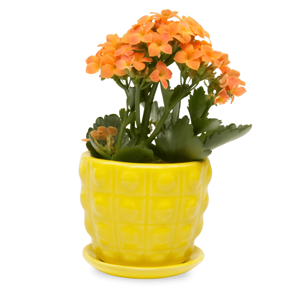 Convex Ceramic Pot With Drainage Hole And Saucer - Chive UK Wholesale