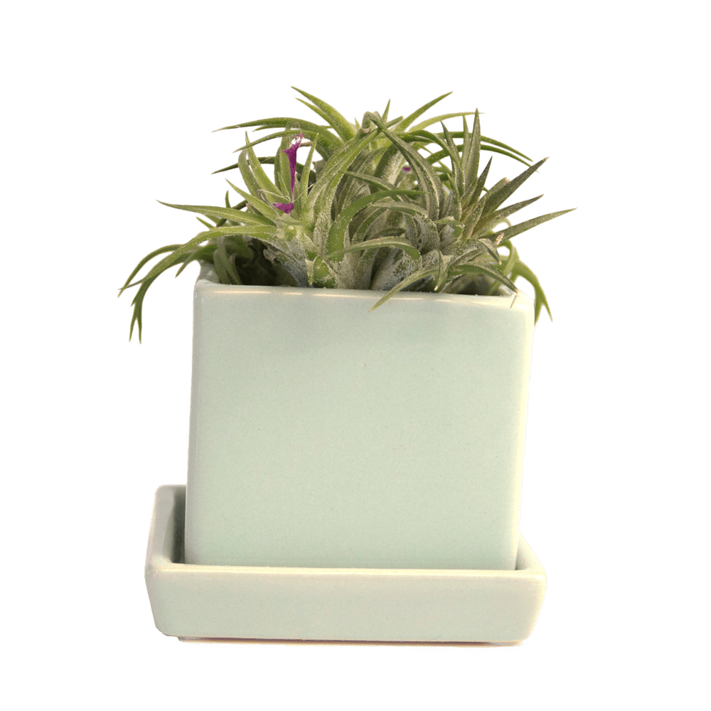 Cube & Saucer Ceramic Pot With Drainage Hole - Chive UK Wholesale