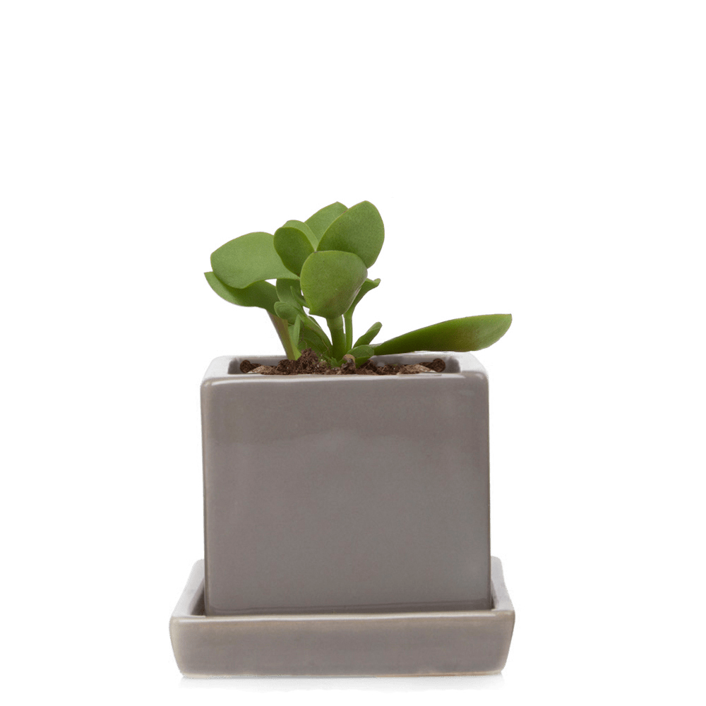 Cube & Saucer Ceramic Pot With Drainage Hole - Chive UK Wholesale