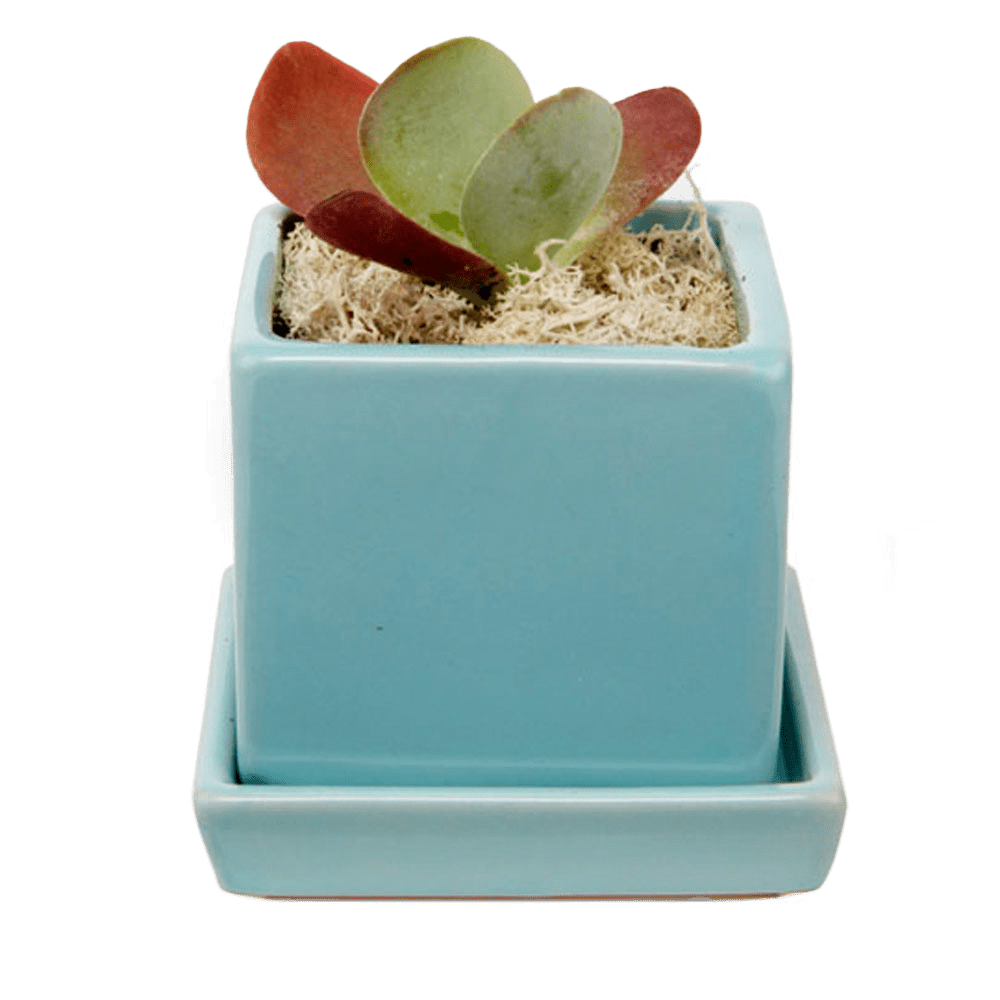 Cube & Saucer Ceramic Pot With Drainage Hole - Chive UK Wholesale