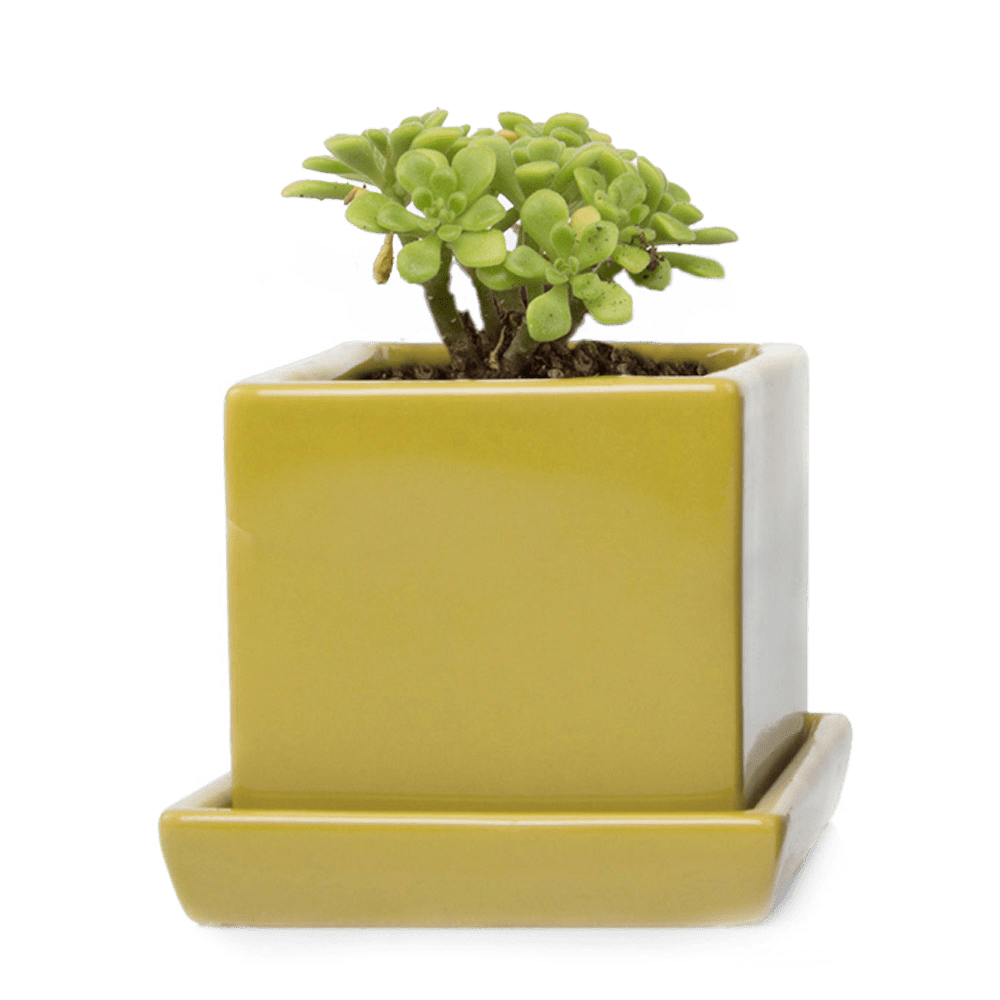 Cube & Saucer Ceramic Pot With Drainage Hole - Chive UK Wholesale