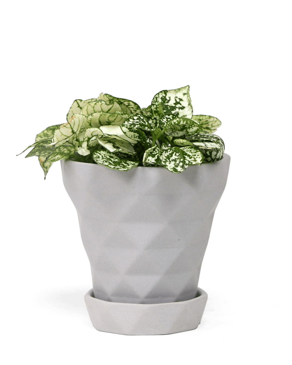 Diamond Porcelain Modern Indoor Plant Pot With Saucer - Chive UK Wholesale