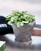 Diamond Porcelain Modern Indoor Plant Pot With Saucer - Chive UK Wholesale