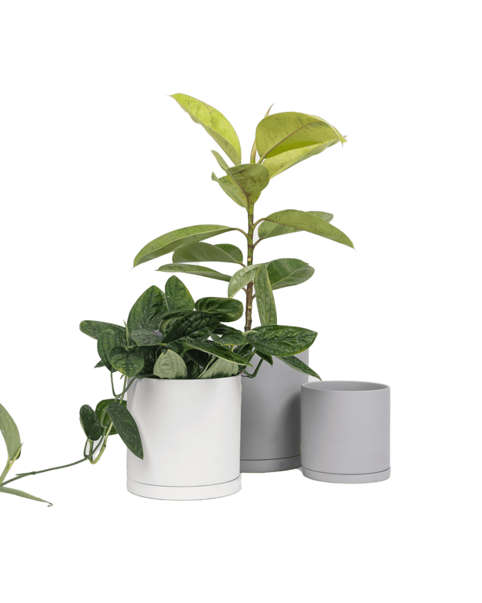 Dojo Porcelain Modern Indoor Plant Pot With Saucer - Chive UK Wholesale