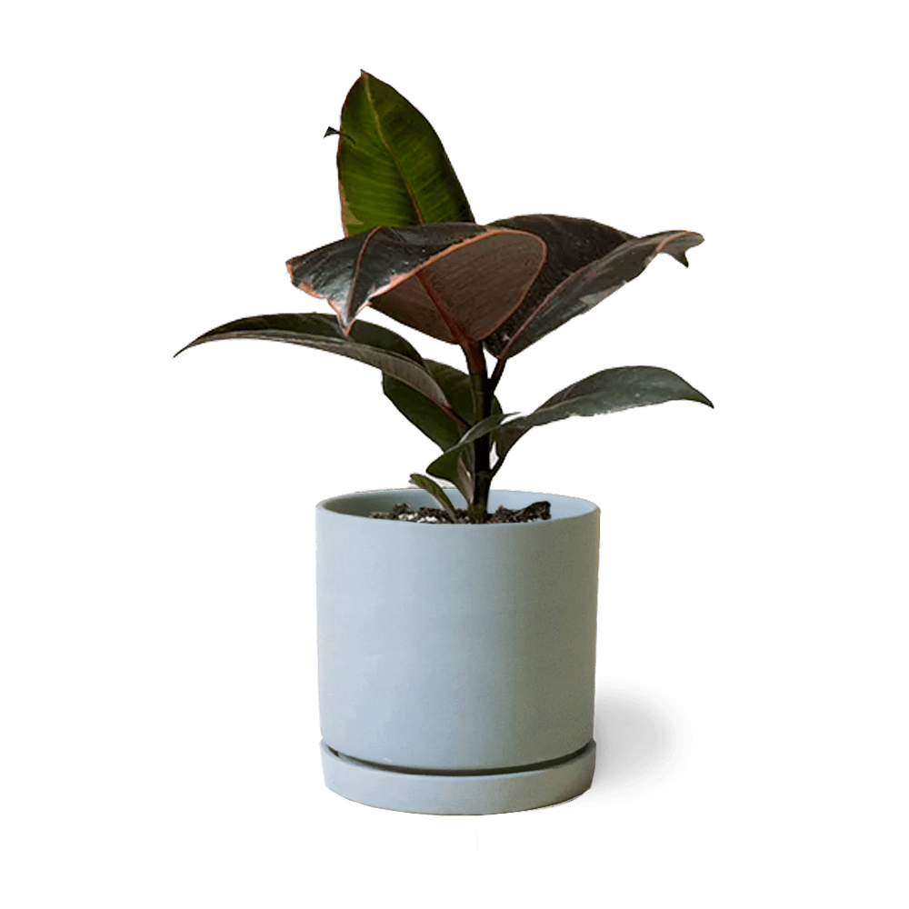 Dojo Porcelain Modern Indoor Plant Pot With Saucer - Chive UK Wholesale