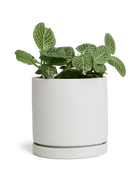 Dojo Porcelain Modern Indoor Plant Pot With Saucer - Chive UK Wholesale