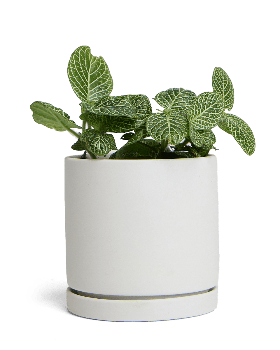 Dojo Porcelain Modern Indoor Plant Pot With Saucer - Chive UK Wholesale