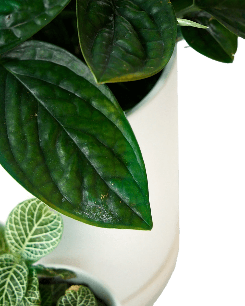 Dojo Porcelain Modern Indoor Plant Pot With Saucer - Chive UK Wholesale