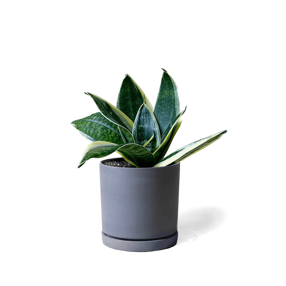 Dojo Porcelain Modern Indoor Plant Pot With Saucer - Chive UK Wholesale