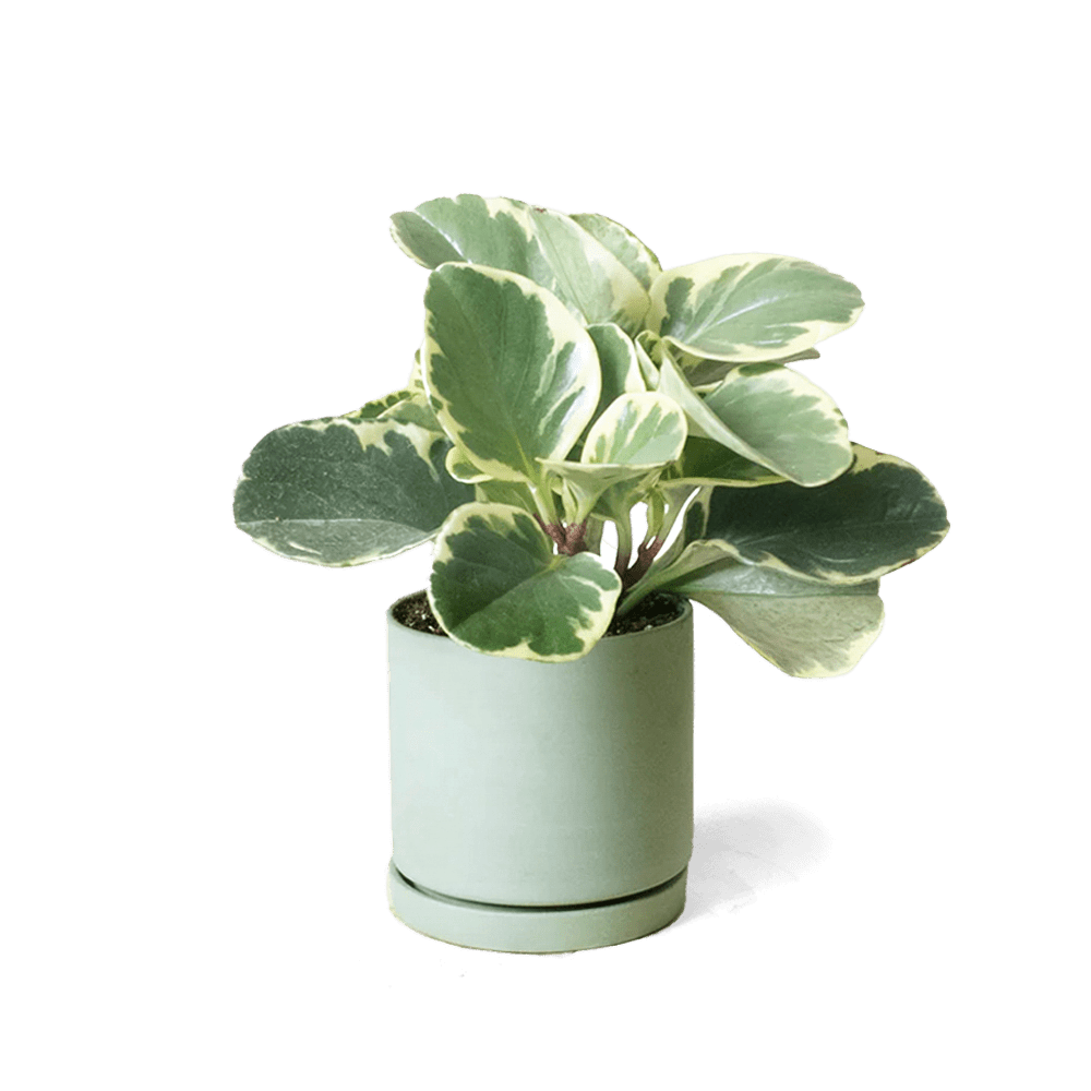 Dojo Porcelain Modern Indoor Plant Pot With Saucer Sets - Chive UK Wholesale