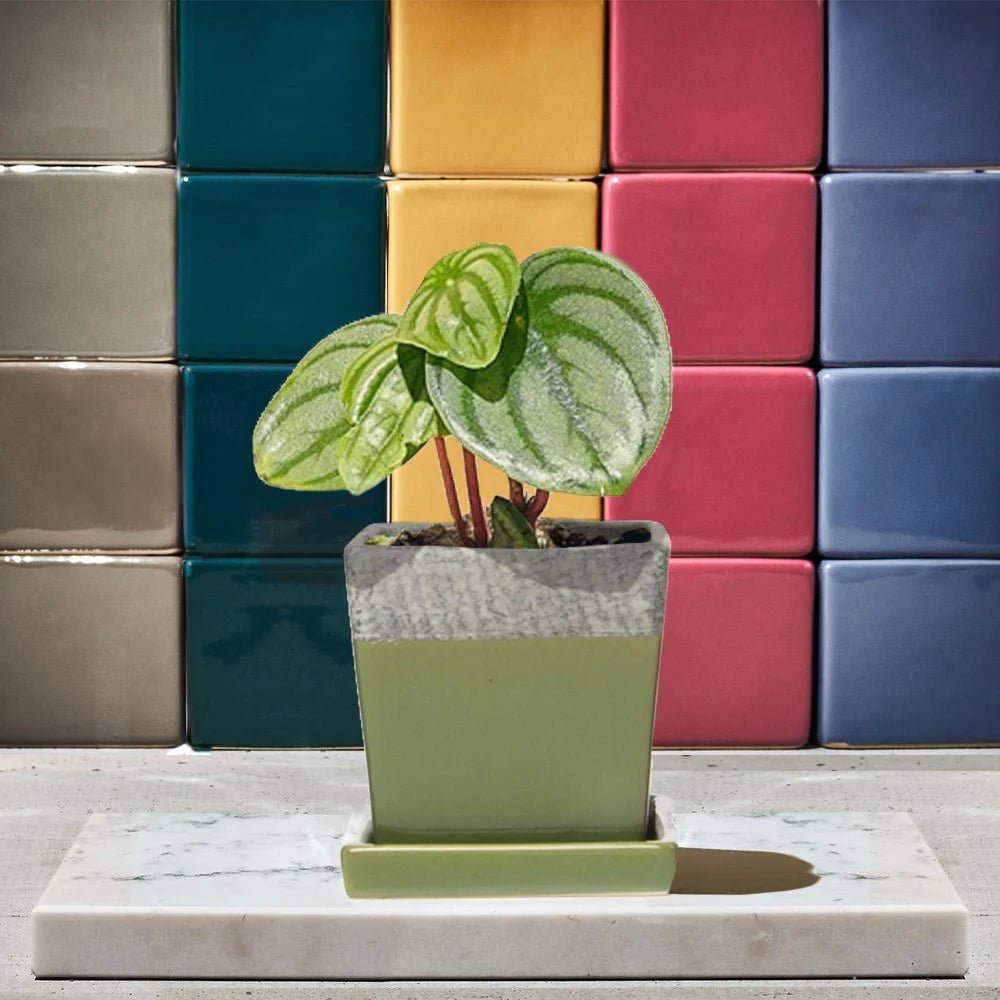 Duo Ceramic Planter With Drainage Hole And Saucer Kit - Chive UK Wholesale