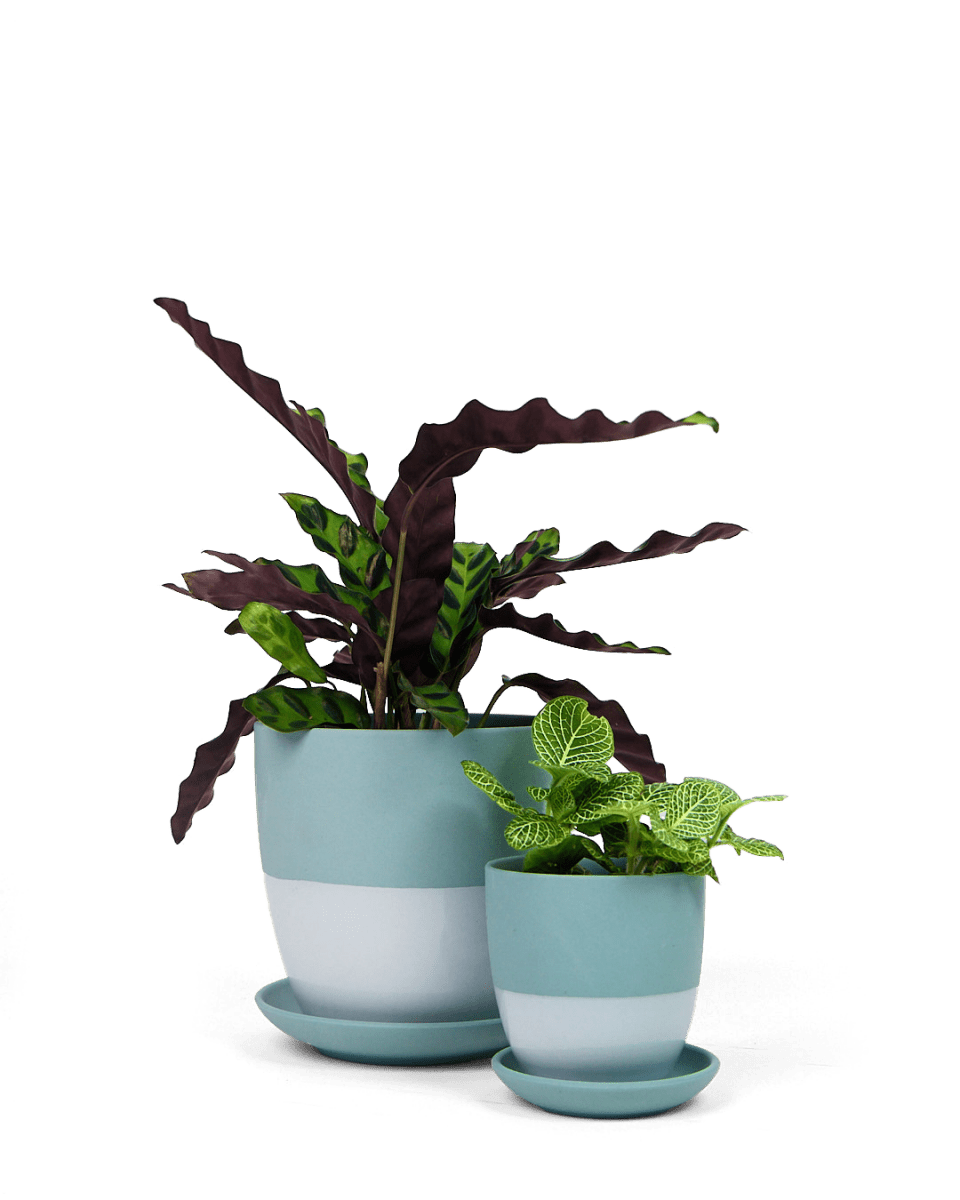 Dyad Porcelain Modern Indoor Plant Pot With Saucer - Chive UK Wholesale