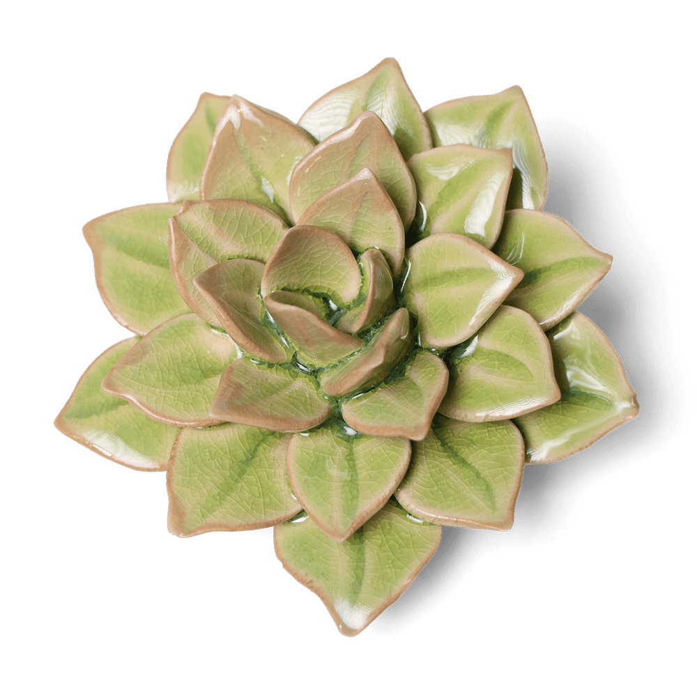 English Garden Ceramic Flower Green Medium Succulent - Chive UK Wholesale