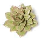 English Garden Ceramic Flower Green Medium Succulent - Chive UK Wholesale