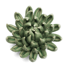 English Garden Ceramic Flower Green Large Succulent - Chive UK Wholesale