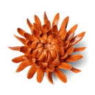 English Garden Orange Sarah Mum - Chive UK Wholesale
