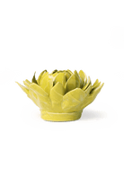 English Garden Chartreuse Sugarbush Protea - Chive UK Wholesale
