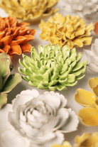English Garden Yellow Green Pompom Mum - Chive UK Wholesale