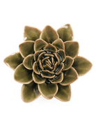 EG01 Olive Green Echeveria - Chive UK Wholesale
