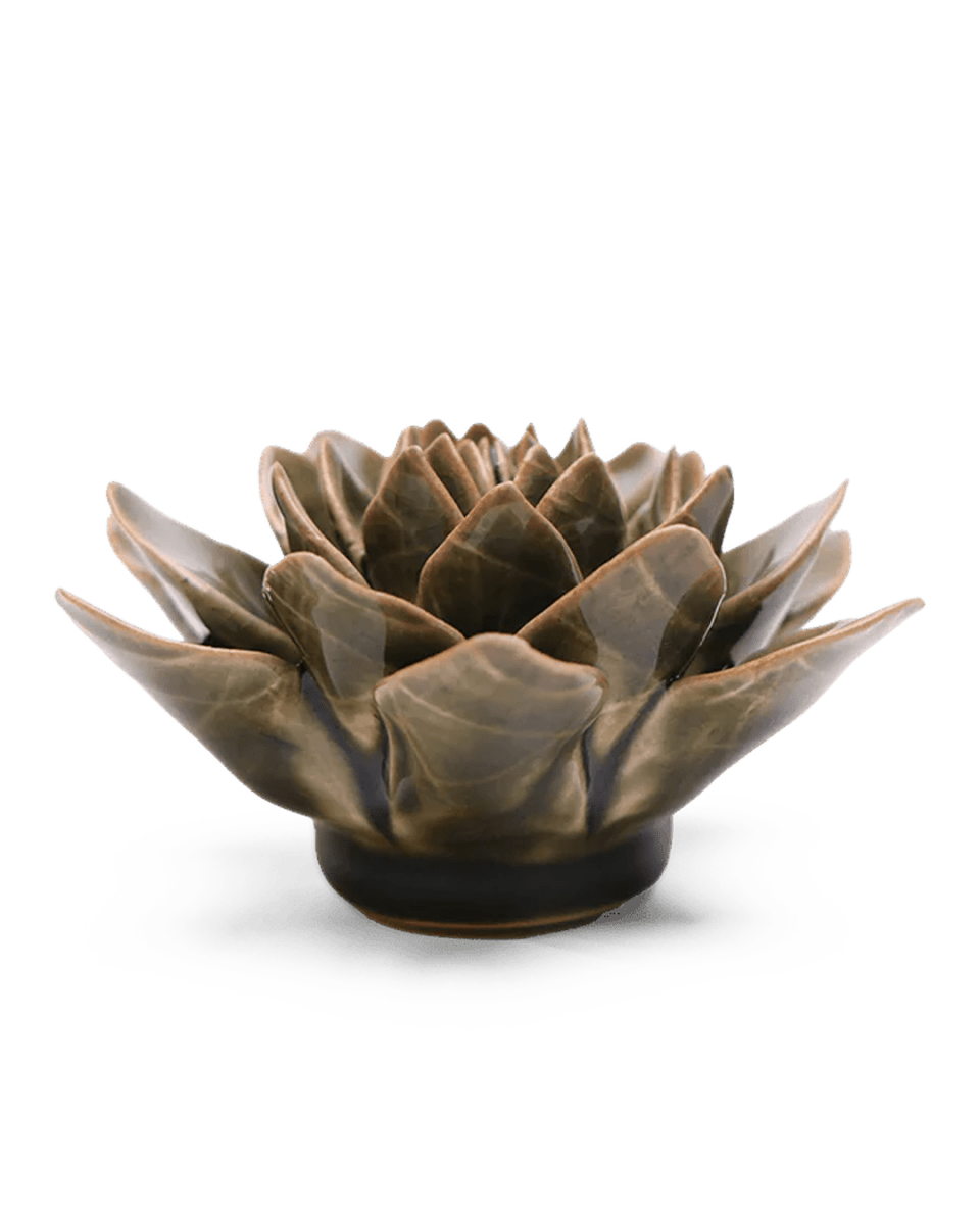 EG01 Olive Green Echeveria - Chive UK Wholesale