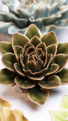 EG01 Olive Green Echeveria - Chive UK Wholesale