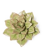 EG10 Peridot Green Fairy Echeveria - Chive UK Wholesale