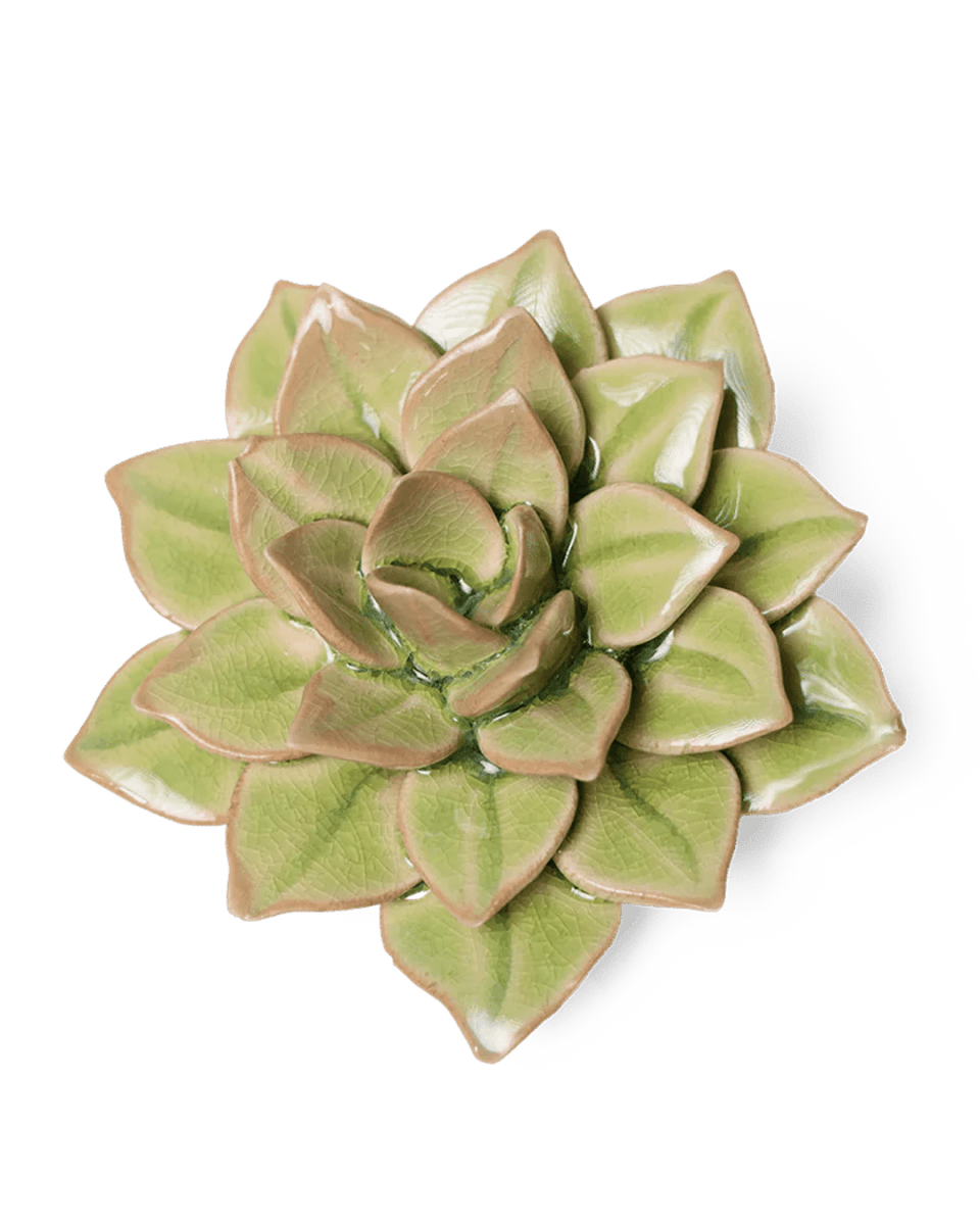 EG10 Peridot Green Fairy Echeveria - Chive UK Wholesale