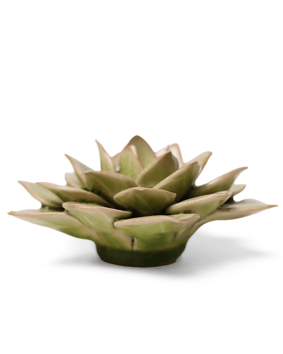 EG10 Peridot Green Fairy Echeveria - Chive UK Wholesale