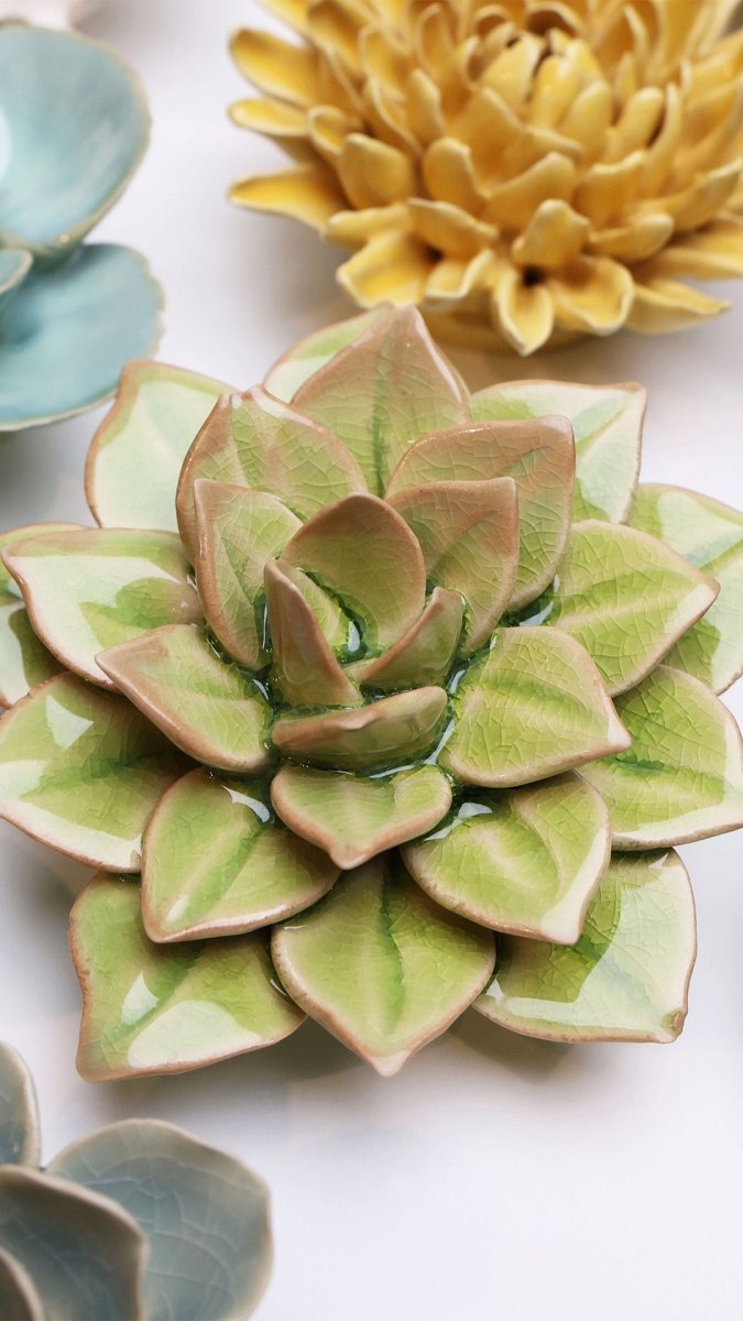EG10 Peridot Green Fairy Echeveria - Chive UK Wholesale