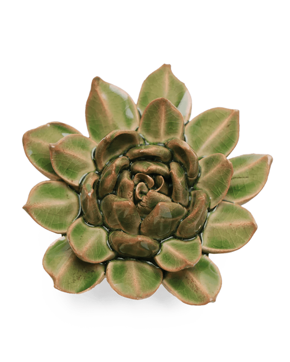 EG12 Avocado Green Firecracker Succulent - Chive UK Wholesale