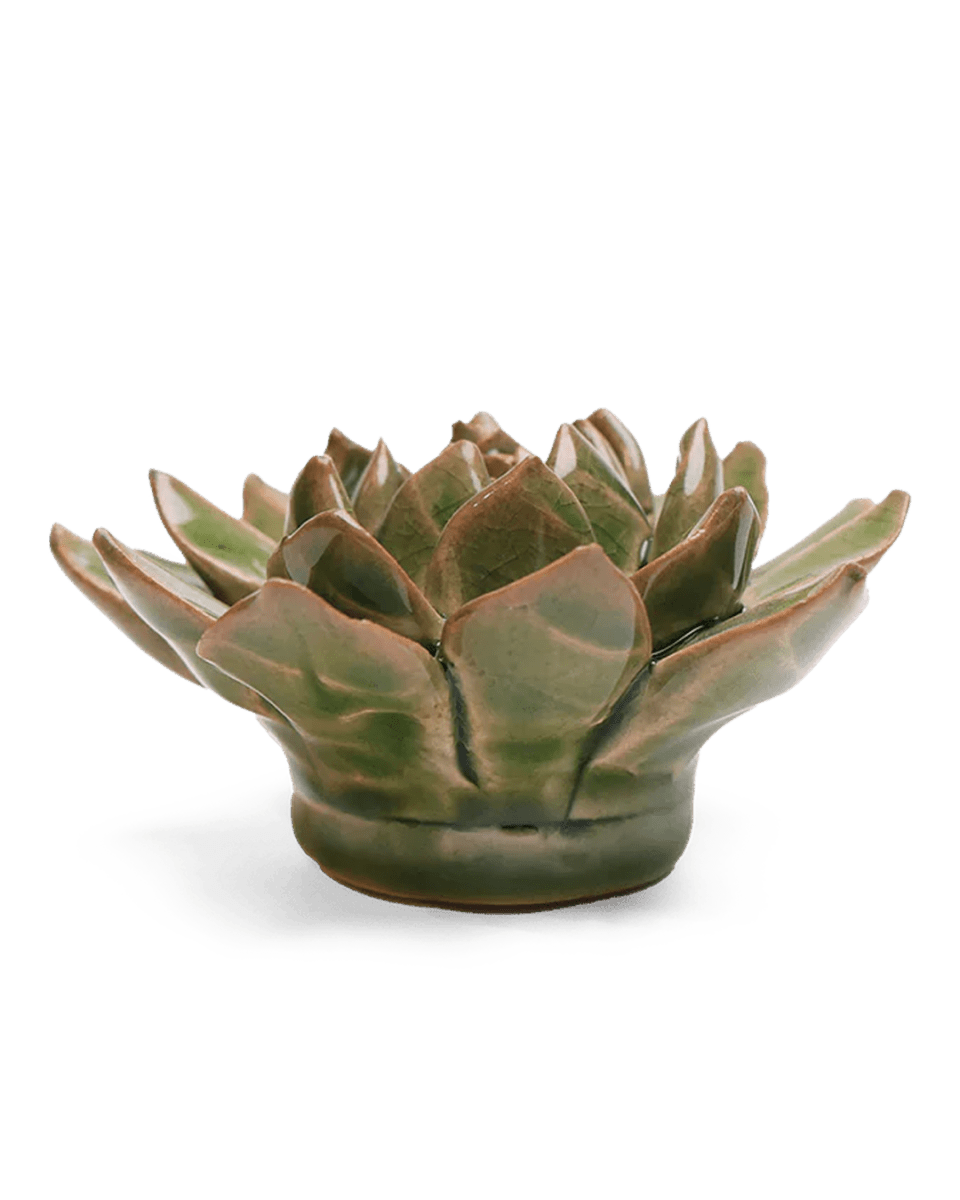 EG12 Avocado Green Firecracker Succulent - Chive UK Wholesale