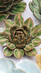 EG12 Avocado Green Firecracker Succulent - Chive UK Wholesale