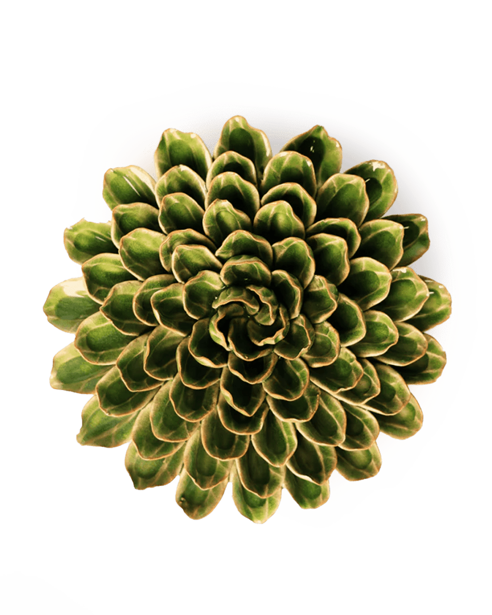 EG20 Avocado Green Unicorn Zinnia - Chive UK Wholesale