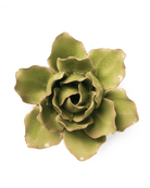 EG25 Peridot Stargazer Lily - Chive UK Wholesale