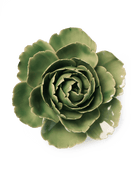 EG30 Jade Green English Rose - Chive UK Wholesale