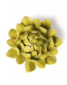 EG41 Chartreuse Sugarbush Protea - Chive UK Wholesale
