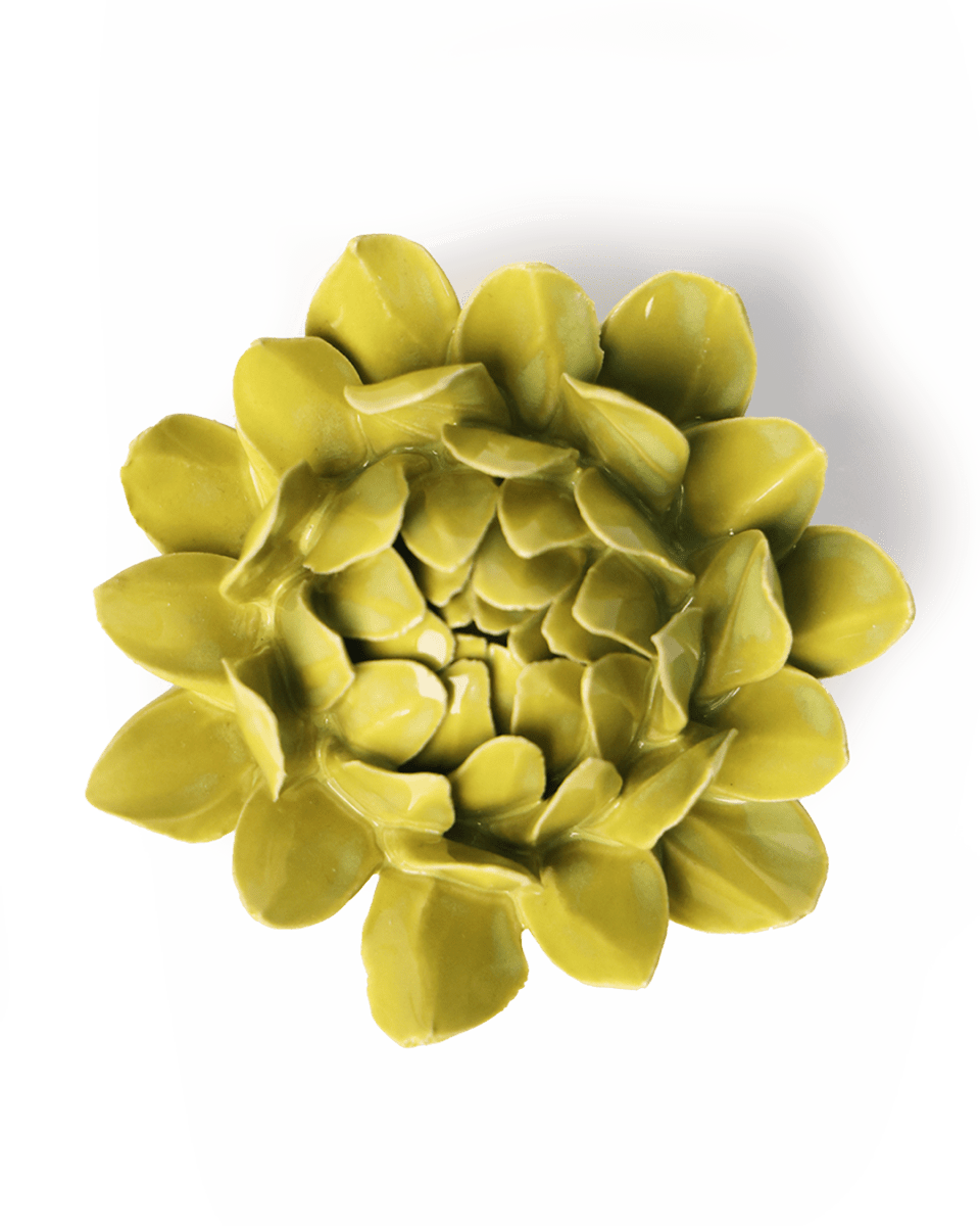 EG41 Chartreuse Sugarbush Protea - Chive UK Wholesale