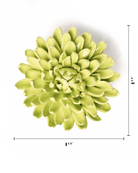 English Garden Yellow Green Pompom Mum - Chive UK Wholesale