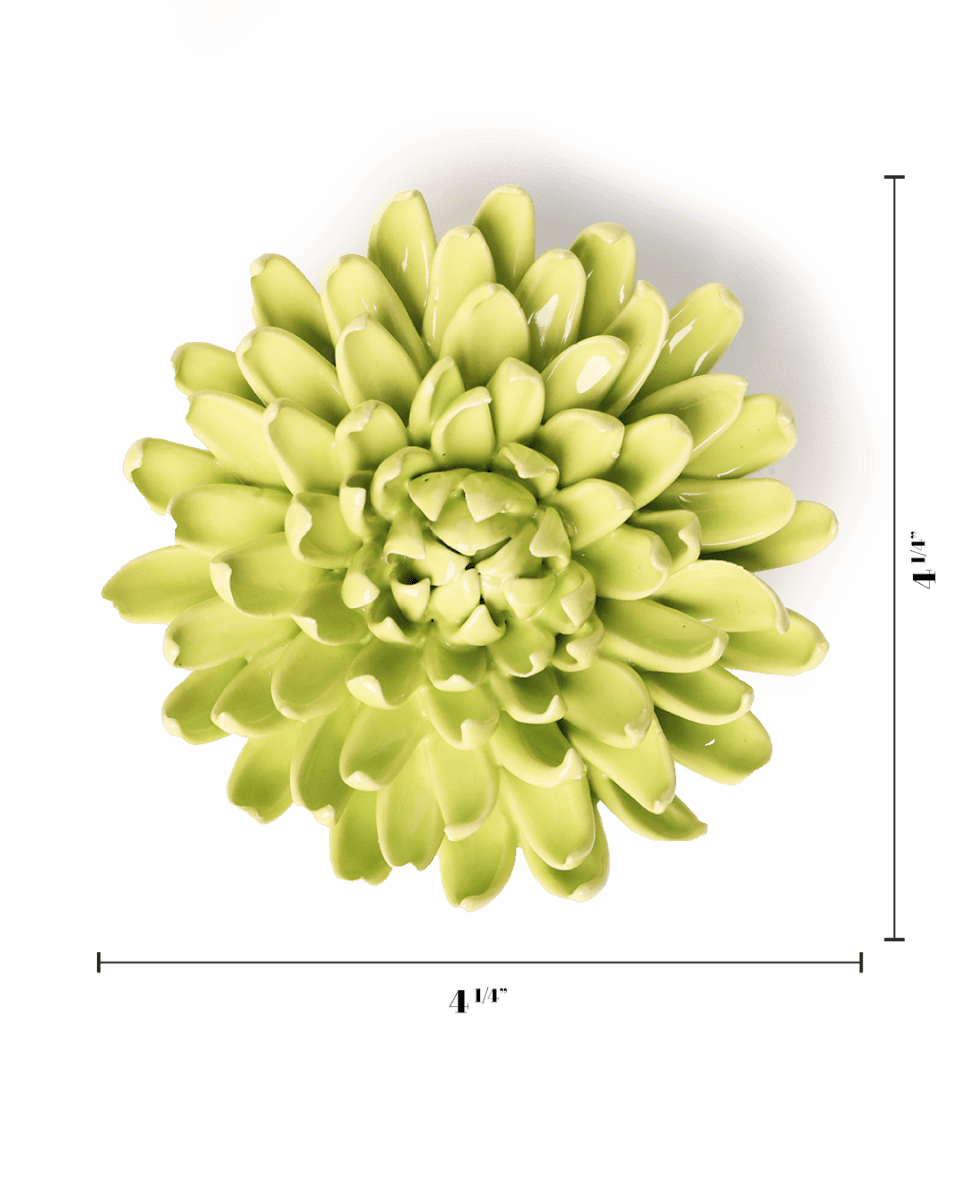 English Garden Yellow Green Pompom Mum - Chive UK Wholesale