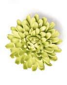 EG43 Yellow Green Pompom Mum - Chive UK Wholesale