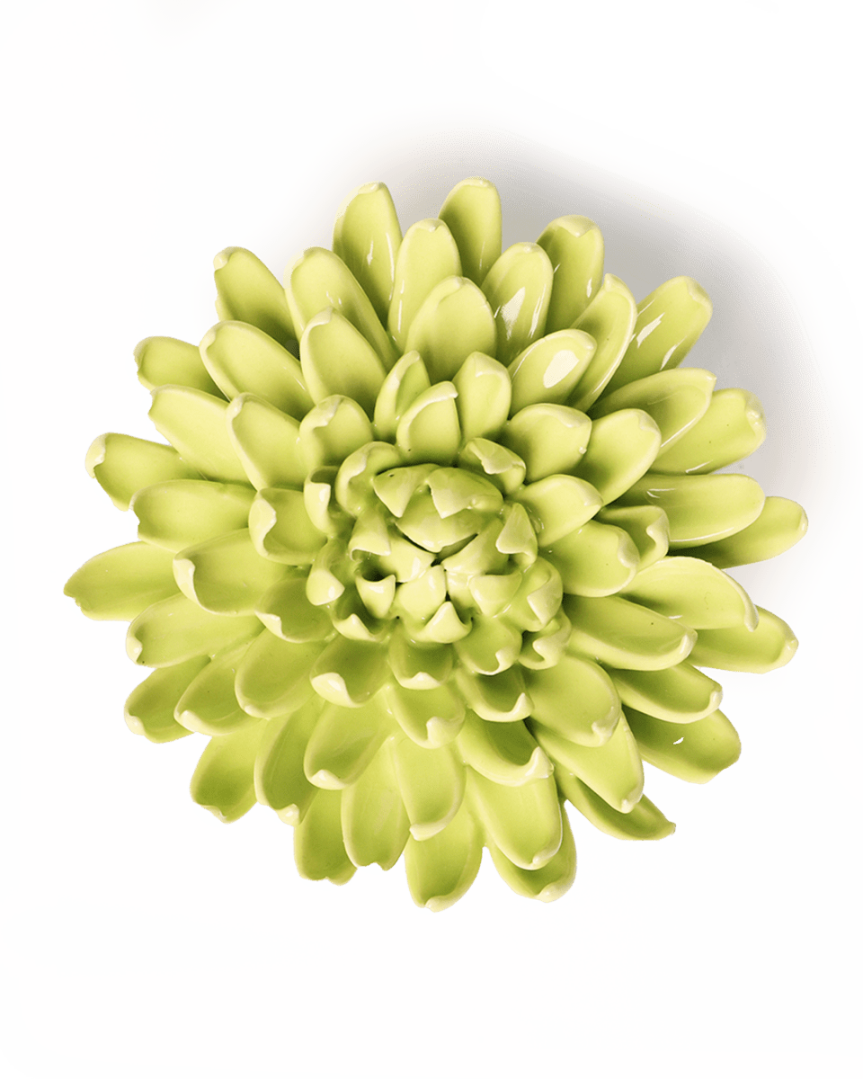 EG43 Yellow Green Pompom Mum - Chive UK Wholesale