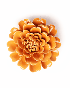 EG44 Orange Fiesta Marigold - Chive UK Wholesale